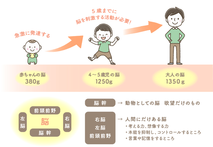 脳と教育説明図